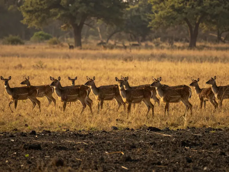 Dudhwa National Park, Lakhimpur Kheri (illustration)