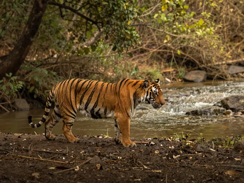 Pilibhit Tiger Reserve, Pilibhit (illustration)